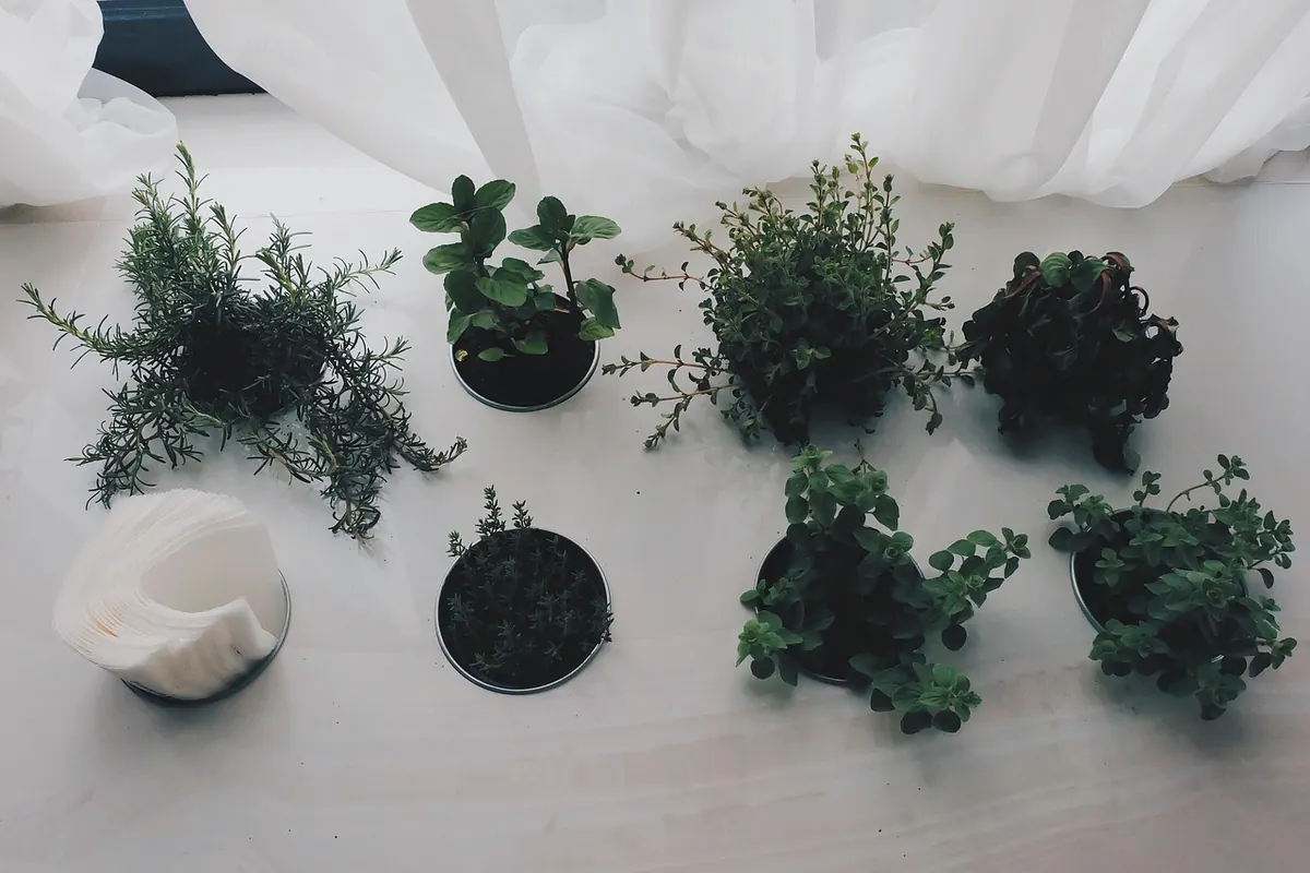 A Beginner's Guide to Growing Culinary Herbs in Pots on a Kitchen Windowsill