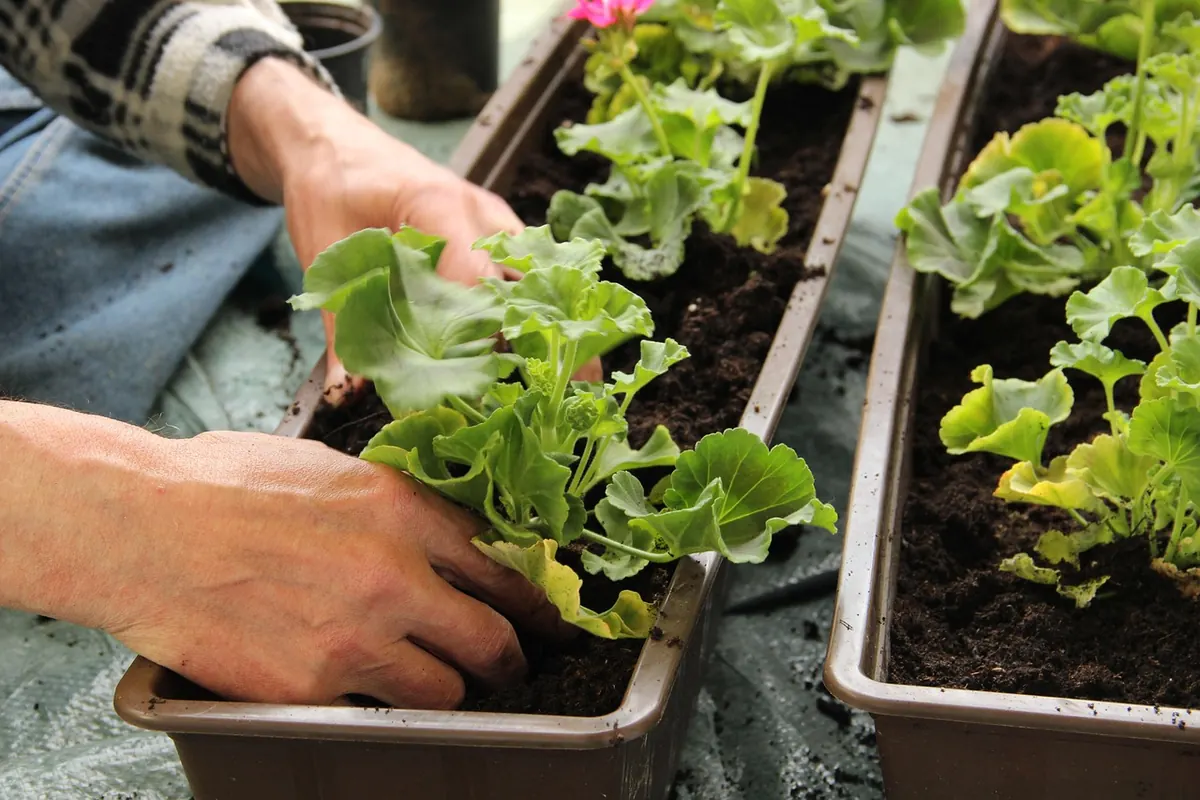 Creating a Wildlife-Friendly Balcony Garden: Pots, Climbers and a Tiny Pond