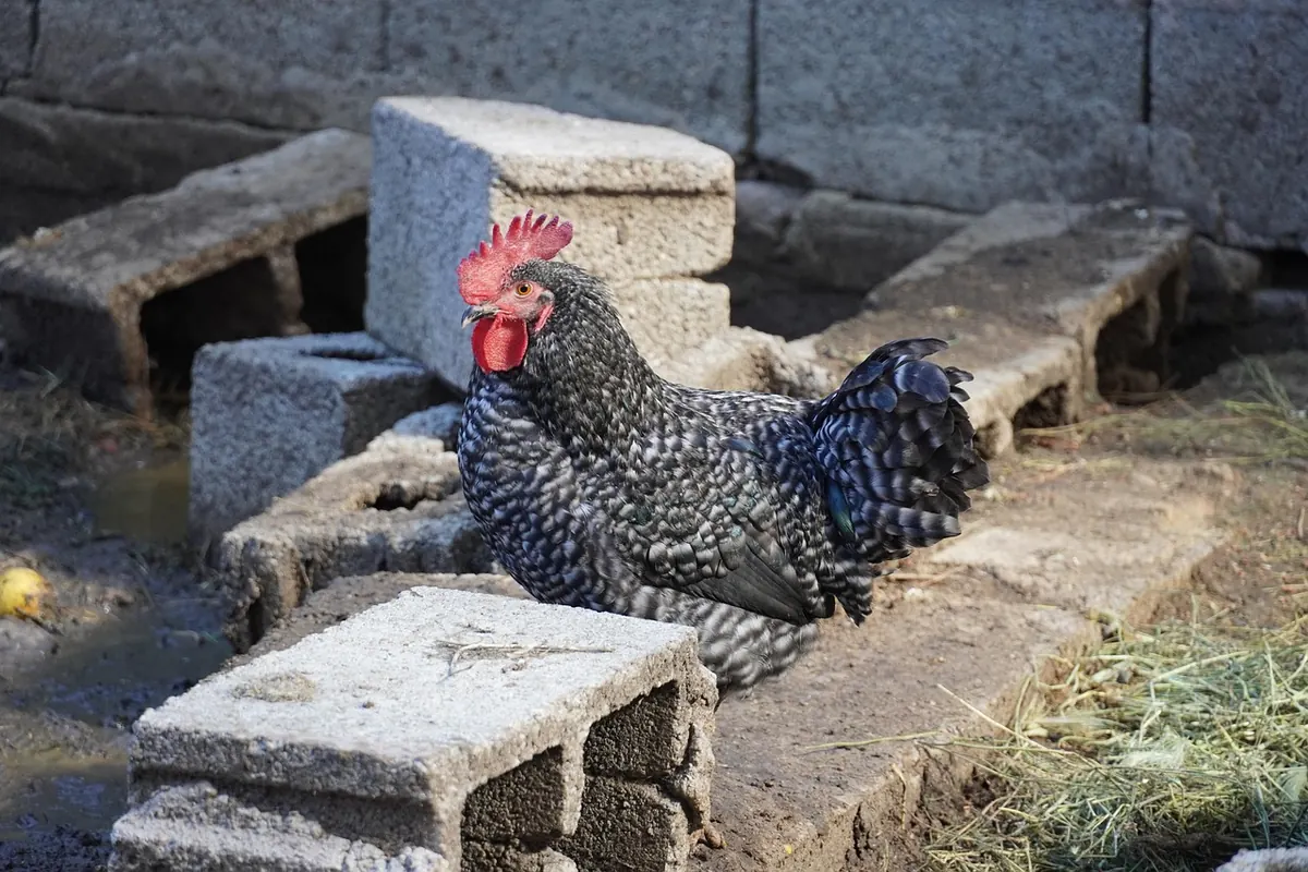 Keeping Hens in a Small Garden: A Beginner's Checklist for UK Households