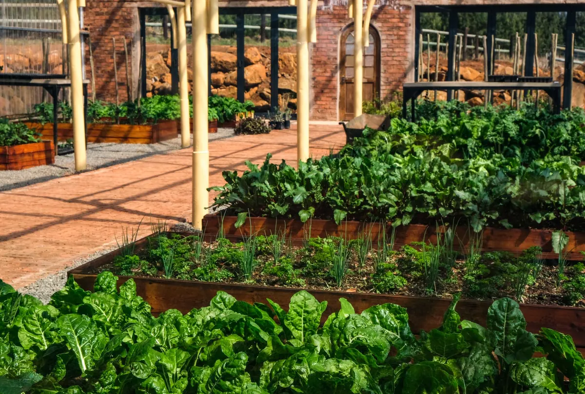 Raised Beds vs. In-Ground Vegetable Plots: Which Is Better for UK Gardens?